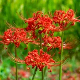 Lycoris Red Lycoris Red
