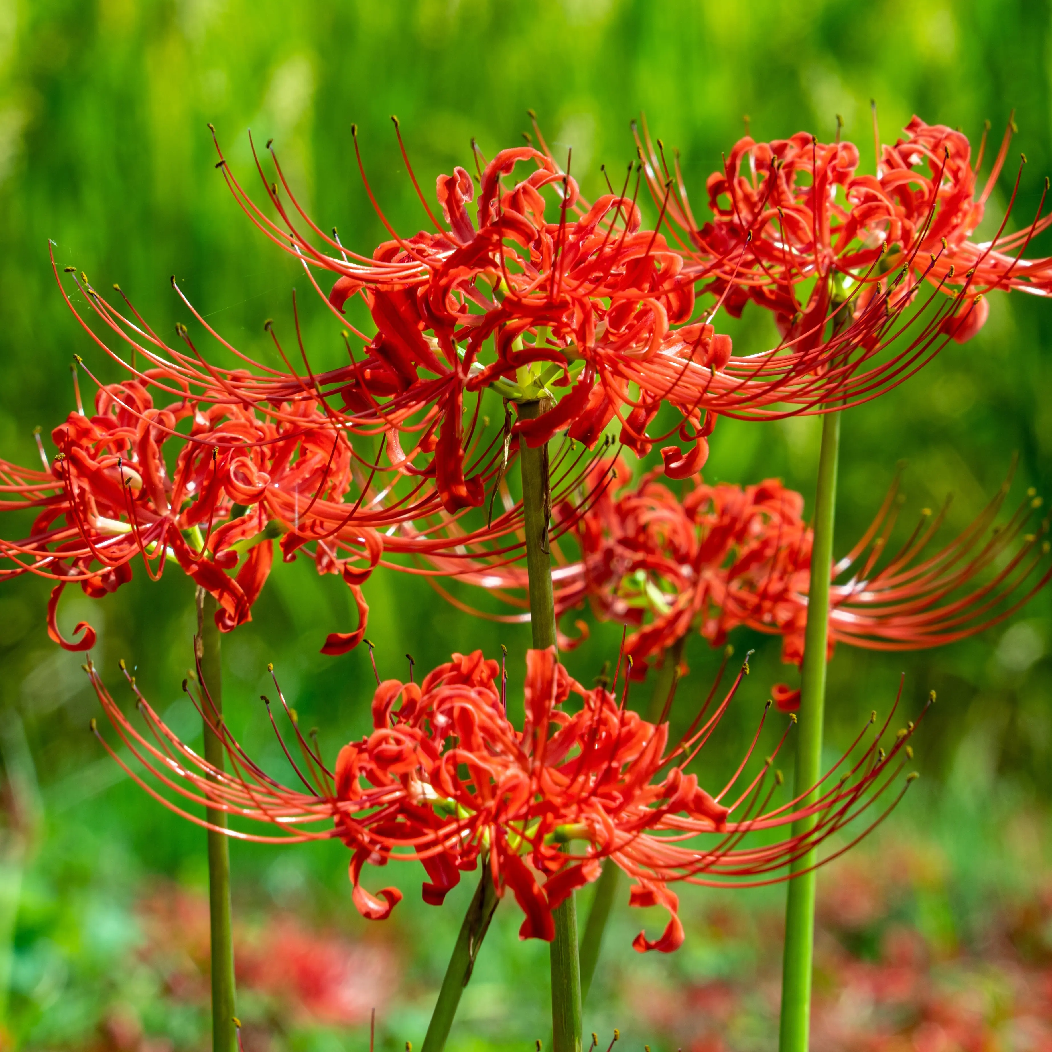 Lycoris Red