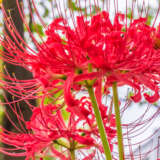 Lycoris Red Pklycred 2025 - Garden Express Australia
