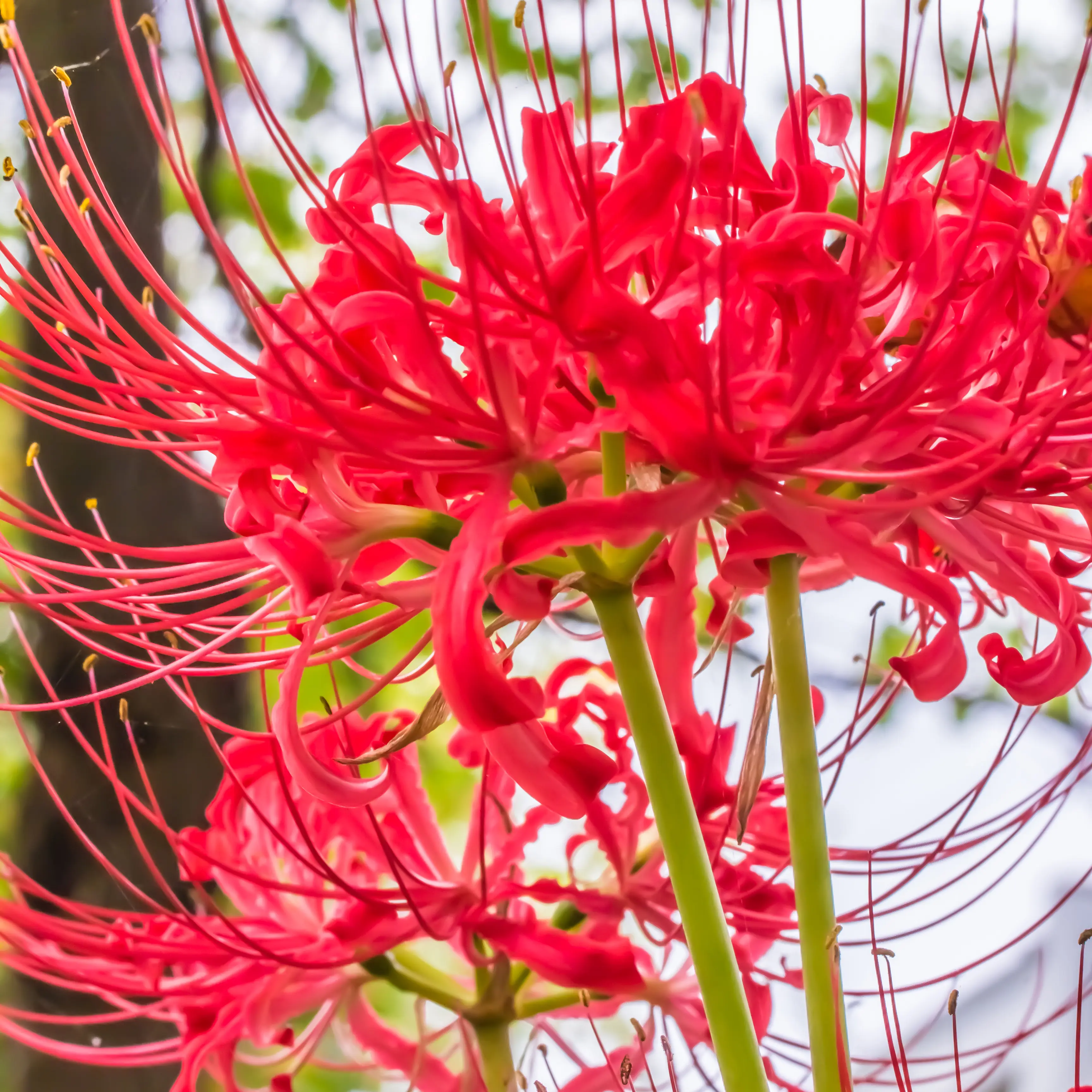 Lycoris Red