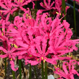 Amorphophallus Konjac Growing Guide Nerine Rosea 15 10 - Garden Express Australia