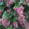 Frost Hardy Climbing Plants Pandorea Ruby Belle 16 - Garden Express Australia