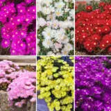 Pig Face Summer Coll 2022 Colpfasco - Garden Express Australia