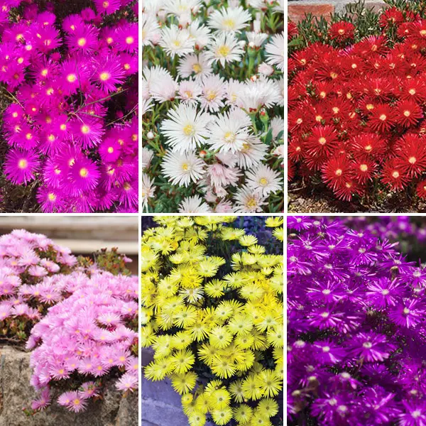 Pig Face Summer Collection