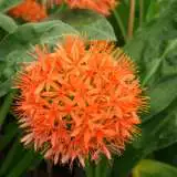 Scadoxus Pole Evansii X Giant 16 - Garden Express Australia