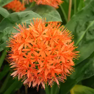 Giant Scadoxus