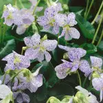 Top 10 Shade-loving Plants Viola Freckles 16 - Garden Express Australia