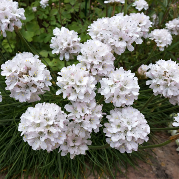 Armeria Ballerina White - Garden Express