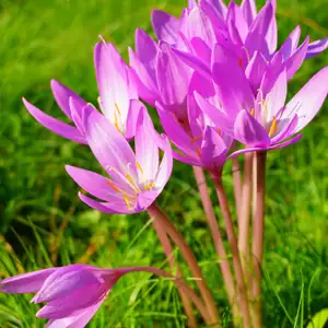 Top 10 Bulbs To Plant In Spring Colchicum Pkcolchi 2018 - Garden Express Australia