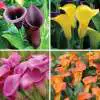Calla Lily vs Arum Lily – Can You Tell the Difference? Crazy Calla Collection Colccacol - Garden Express Australia