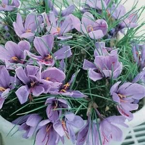 Saffron Crocus Growing Guide Crocus Saffron Pkcrosaf 2018 - Garden Express Australia