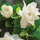 Gardenia Florida 2019 Lpogarflo - Garden Express Australia