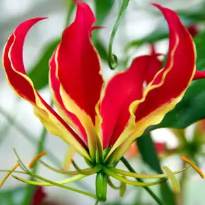 Top 10 Bulbs To Plant In Spring Gloriosa Lily Pkglolil - Garden Express Australia