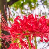 Lycoris Red Pklycred - Garden Express Australia