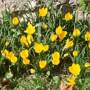 Solomons Seal Growing Guide Sternbergia Lutea Pkstelut 2018 - Garden Express Australia