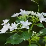 Hydrangea Fireworks By Yoko Nekonomania Via Wiki - Garden Express Australia
