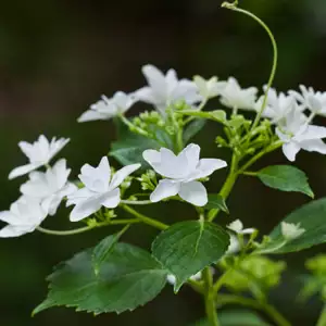 Hydrangea Fireworks Hydrangea Fireworks
