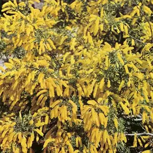 Wildflower Seed – Dwarf Wattle