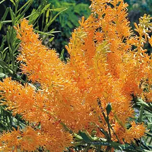 Wildflower Seed – West Australian Christmas Tree