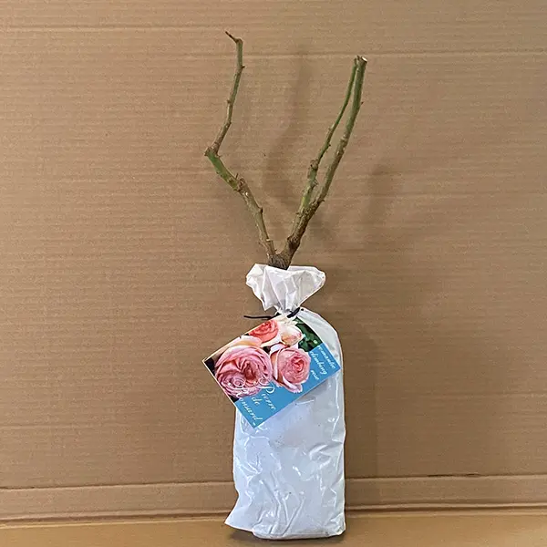 Climbing Rose Pierre De Ronsard