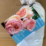 Climbing Rose Pierre De Ronsard Climbing Rose Pierre De Ronsard