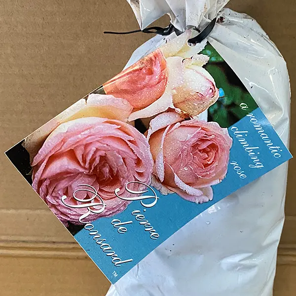 Climbing Rose Pierre De Ronsard