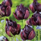 Tulip Black Hero Pktulbhe - Garden Express Australia