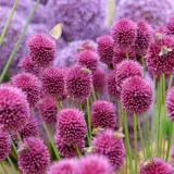 Allium Drumstick Allium Drumstick