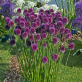 Allium Drumstick
