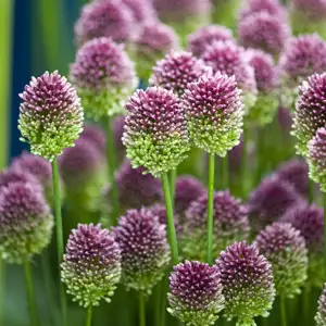 Allium Growing Guide Allium Drumstick Temp - Garden Express Australia