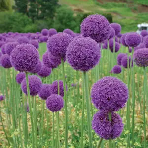 Allium Growing Guide Allium Gigantium 2017 - Garden Express Australia