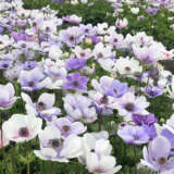 Anemone Poppy Bicolour