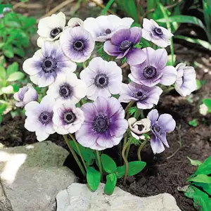 Anemones Growing Guide Anemone Bi Colour 17 - Garden Express Australia