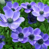 Anemone Poppy Blue 2 Pkanepbl 2025 - Garden Express Australia
