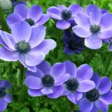 Anemone Poppy Blue 2 Pkanepbl 2025 - Garden Express Australia