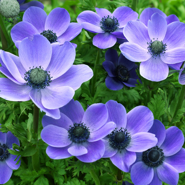 Anemone Poppy Blue Anemone Poppy Blue