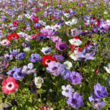 Anemone Poppy Mixed Stock 2 Pkpstamx 2026 - Garden Express Australia