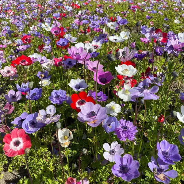 Planting Stock Anemone Mixed
