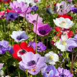 Planting Stock Anemone Mixed