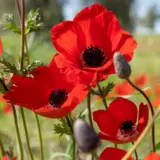 Anemone Poppy Red 2 Pkanepre 2025 - Garden Express Australia