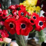 Anemone Poppy Red Anemone Poppy Red