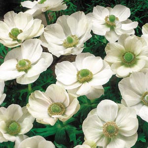 Anemone Poppy White