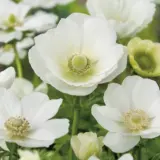 Anemone Poppy White Pkanewhi 2025 - Garden Express Australia