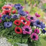 Anemone Poppy Mixed Pkanepmx 2018 - Garden Express Australia