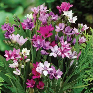 Babiana Growing Guide Babiana Mixed17 - Garden Express Australia