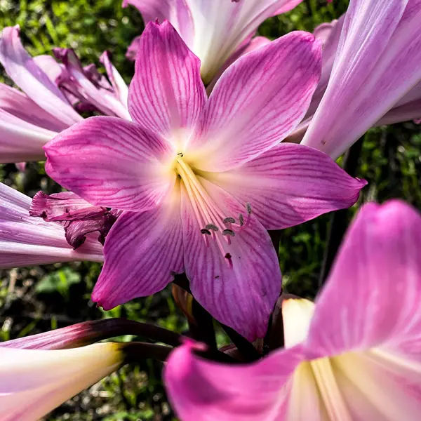 Belladonna Lily Pink