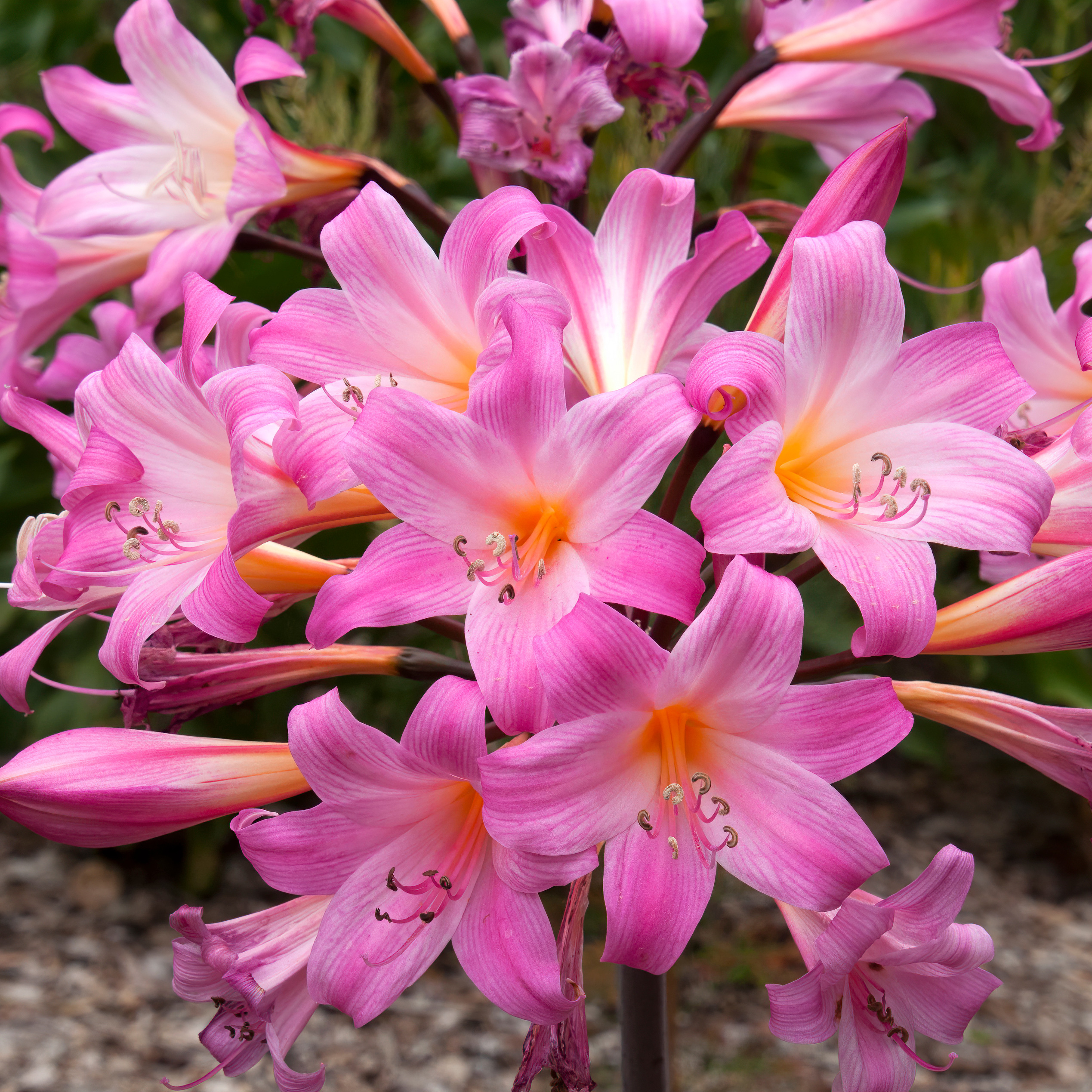 Belladonna Lily Pink Belladonna Lily Pink