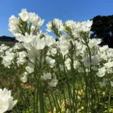 Black Pearl Lily Black Pearl Lily