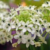 Black Pearl Lily Pkblapli 2025 - Garden Express Australia