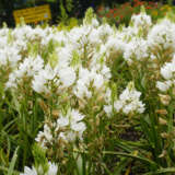 Chincherinchee Chincherinchee